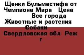 Щенки Бульмастифа от Чемпиона Мира › Цена ­ 1 000 - Все города Животные и растения » Собаки   . Свердловская обл.,Реж г.